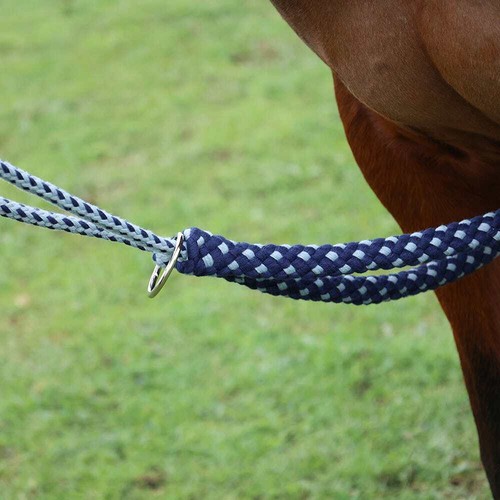 Horse equestrian lunging - hy,